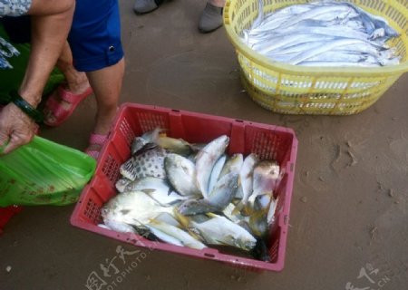 三亚鱼市图片