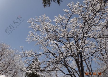 紫竹院雪景图片