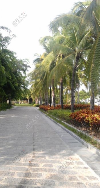 椰林树影图片
