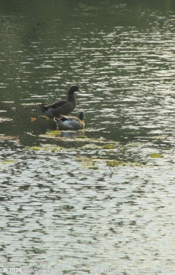 鸭子在湖上漂游图片