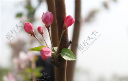 春天的海棠图片
