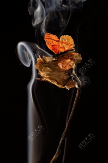 烟蝴蝶花图片