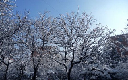 大雪树枝图片