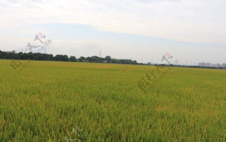秋季的水稻图片