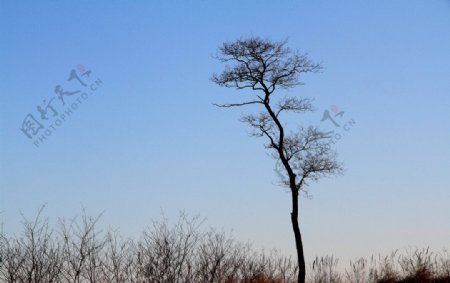 冬日树影图片