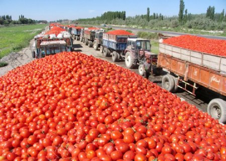 新疆番茄图片