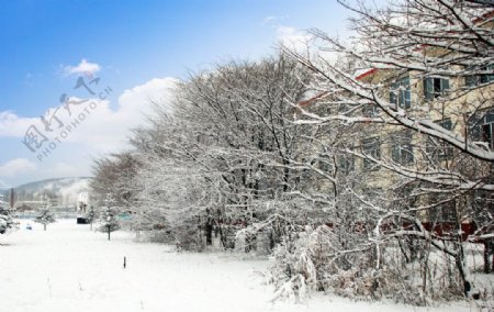 初冬大雪校园风景图片
