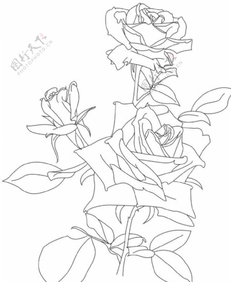 玫瑰花矢量线稿图片