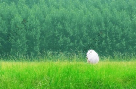 绿色畅想曲图片