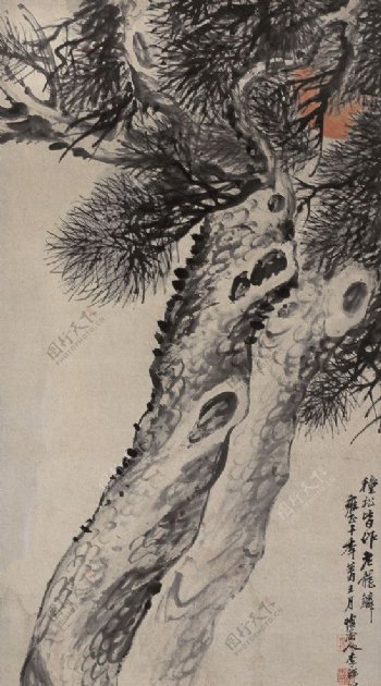 李鳝松树图片