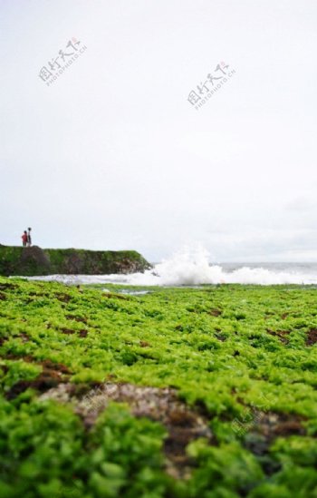 巴里岛之绿图片