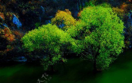 碧水绿树图片