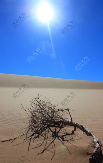 干枯的树与太阳图片
