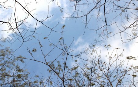 自然风光蓝天树枝图片