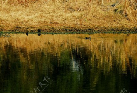 湖畔水鸟图片