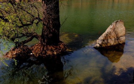 水中的柳树图片