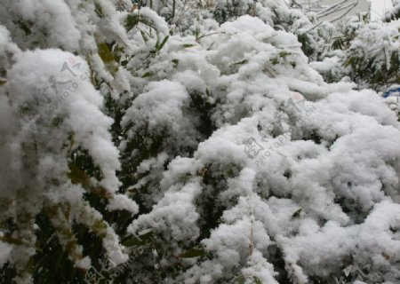 大雪压在竹子上图片