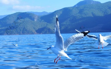 泸沽湖水鸟图片