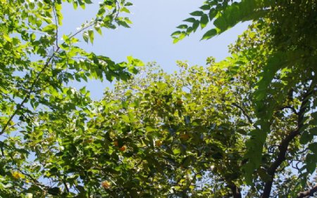 青檀寺冠世榴园树图片