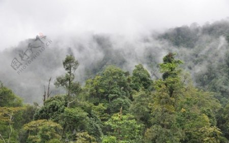 茂密的热带雨林图片