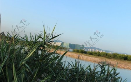 深圳湾海边图片