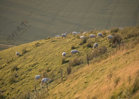 山坡上的羊群美景图片