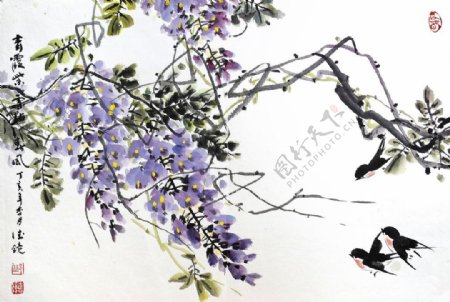 紫藤燕子图片