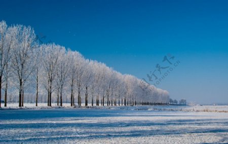 荷兰冬日乡村雪景图片