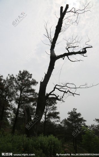 枯树剪影图片