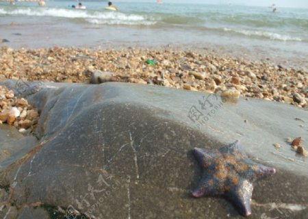 美丽海星海边礁石海滩图片