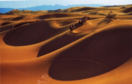 沙海骆驼图片