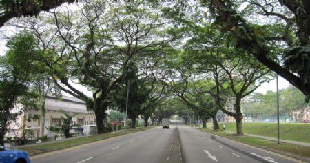 新加坡漂亮的行道树图片