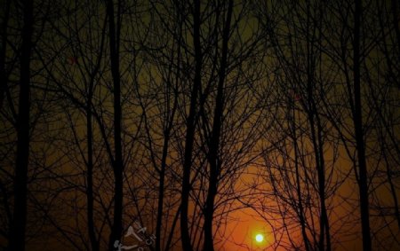 树影日暮图片