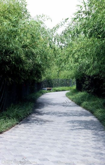 潍坊植物园竹林图片