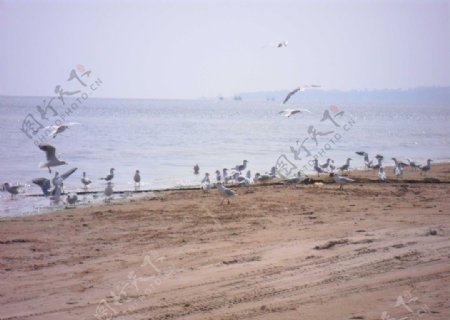 海鸟北戴河图片