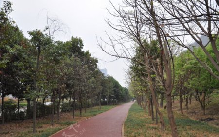 公园绿道图片