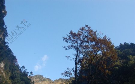 西岭雪山山崖树影图片