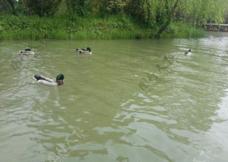 湖中鸭子图片