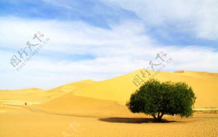 黄沙丛中一点绿图片