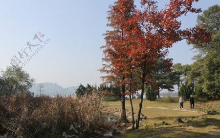 武汉景观图片