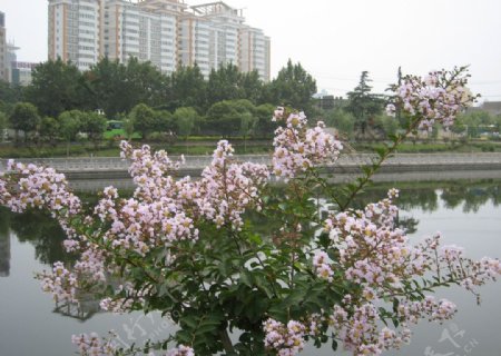 梅花河水图片