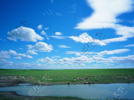 草原蓝天白云羊群图图片