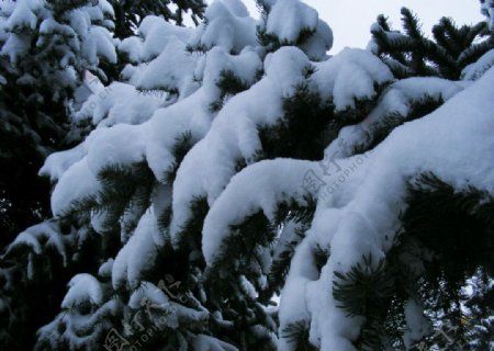 雪在树梢图片