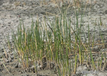 博斯腾湖湿地的芦苇图片