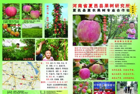中国果树图片