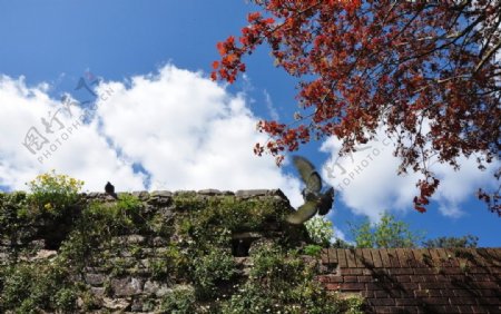 英国古城墙和鸽子图片