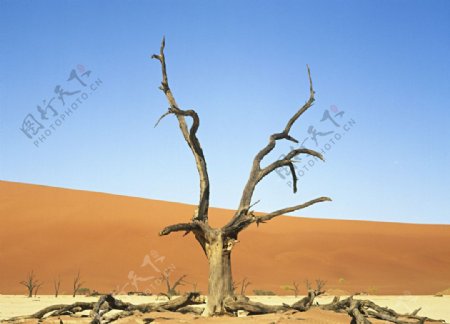 蓝天白云沙漠沙丘枯树图片