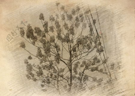 树木素描图片