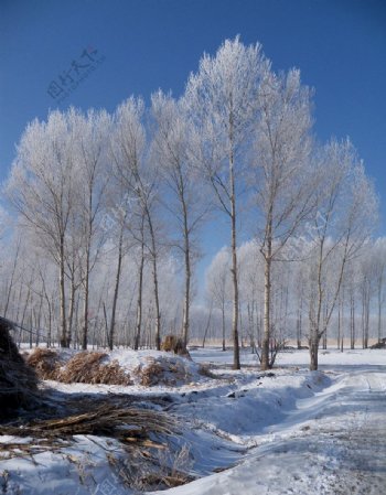 乡村冬季图片