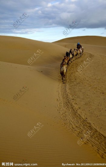 沙漠里的骆驼队图片